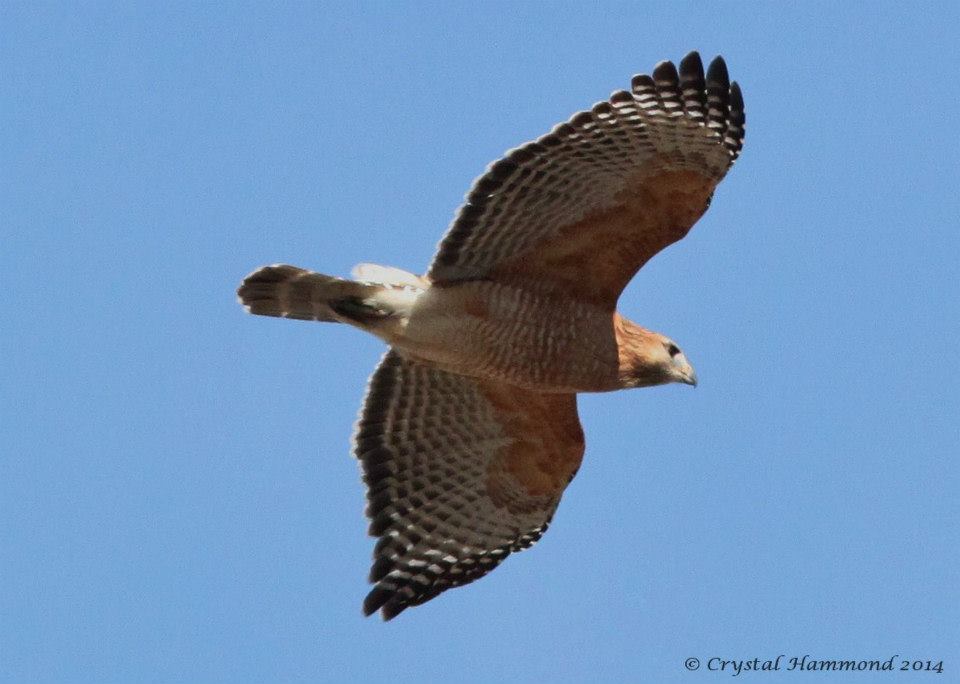 Red-shouldered Hawk in flight.jpg